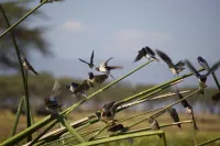 Lake Naivasha Resort