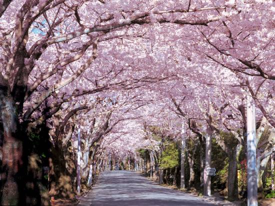 伊東 伊豆 伊東温泉 大東館の口コミ 宿泊予約 Trip Com 伊東 伊豆 伊東温泉 大東館の口コミ 宿泊予約 Trip Com