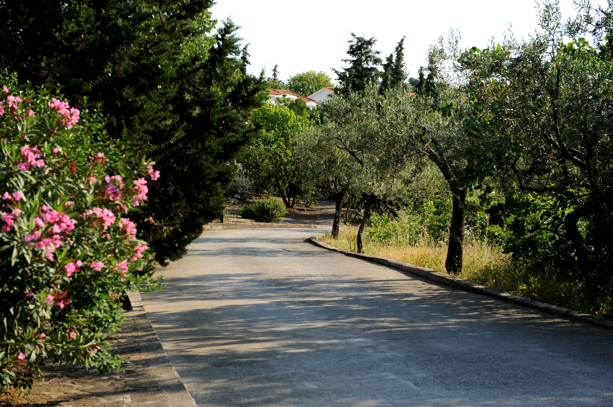 Delfinia Hotel & Bungalows