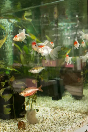 Zur Traube Отели в г. Арберген