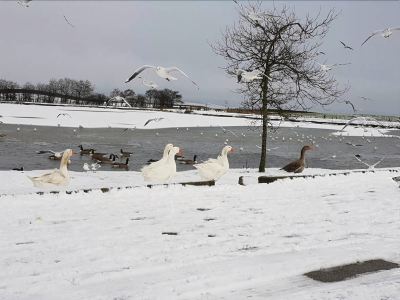 a snow - covered field with a flock of birds flying over a body of water , creating a picturesque scene at Knights