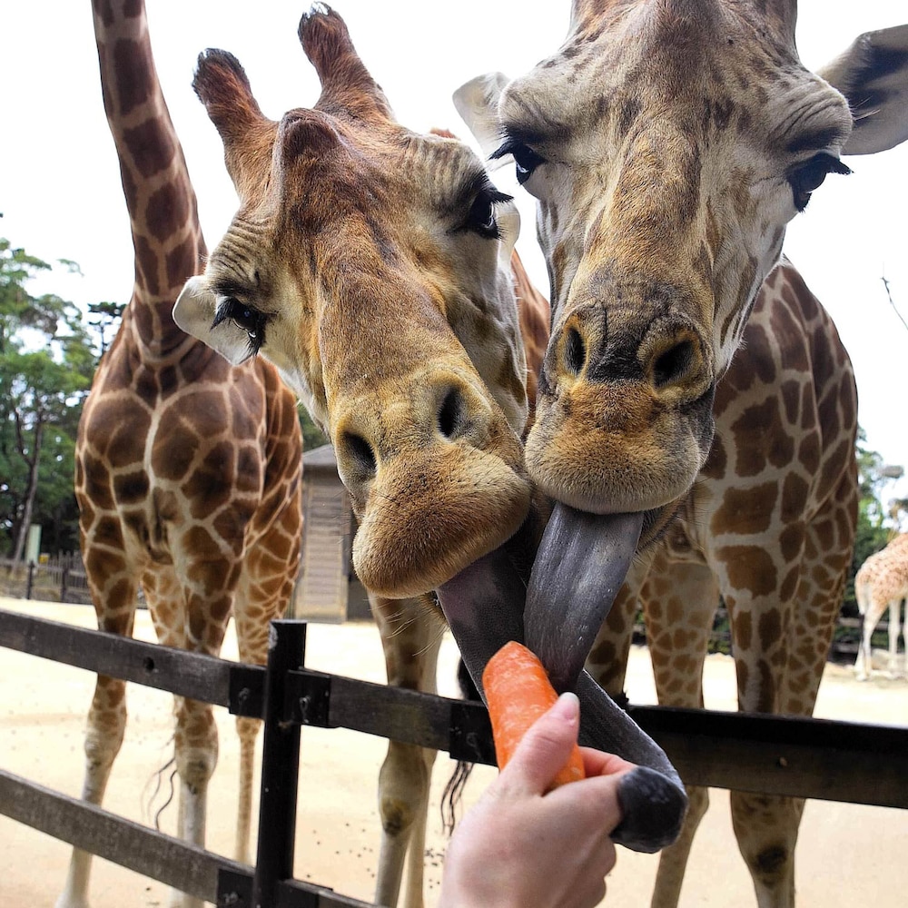 Taronga zoo. Таронга Сидней. Зоопарк Таронга. Сиднейский зоопарк. Taronga Zoo in Sydney.