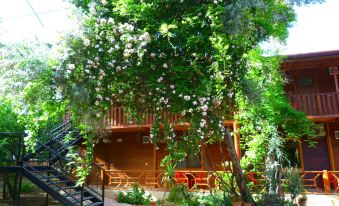 Cirali Simge Holiday Houses