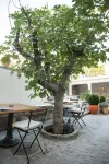 Smokvica Dorćol B&B