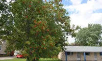 Neepawa Motel - Moteles