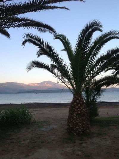 a palm tree is seen in the foreground with a view of the ocean in the background at Hotel Summery