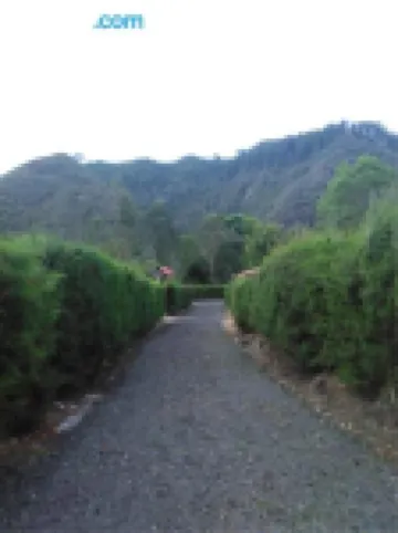 パライソ ココラ