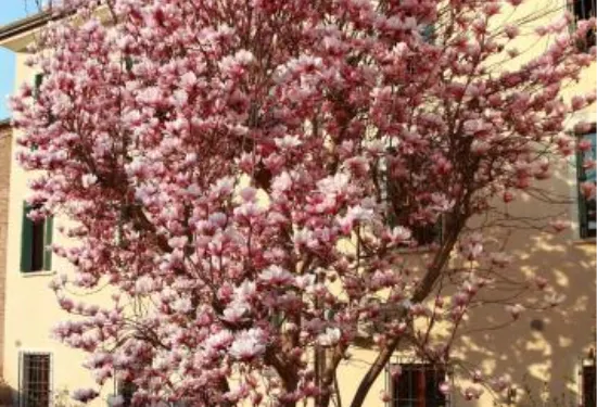 馬涅麗亞住宿加早餐旅館