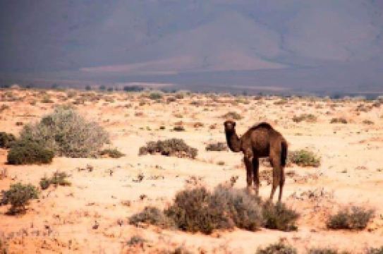 Maison Etoile du Desert
