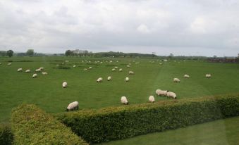 a herd of sheep is grazing in a lush green field , surrounded by trees and grass at Northumberland Cottage