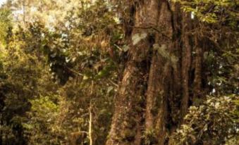 Paraíso Quetzal Lodge