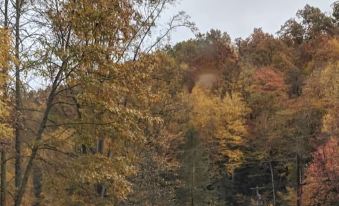 a beautiful autumn landscape with trees in various shades of red , yellow , and orange , as well as a small house nestled among the trees at RiverBend Lodge