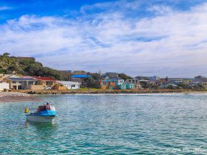 Gull's Stilbaai