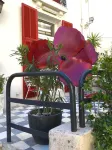 Hôtel Cecil - Boutique hôtel Hotels in Juan-les-Pins