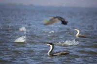 Lake Naivasha Resort