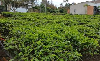 a lush green tea plantation with rows of tea bushes in front of a building at Sen Villa Boutique