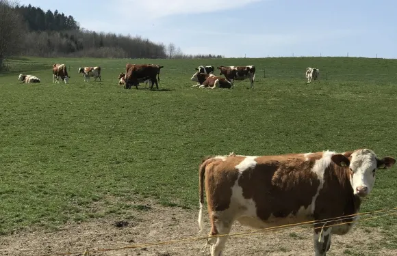 瑞士伯爾尼度假木屋