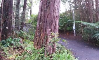 a tall tree stands next to a road in a forest with ferns on the sides at Hawaiian Hideaway at Akaka Falls