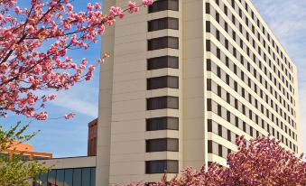 a tall white building with black windows , surrounded by trees with pink flowers in full bloom at Tysons Corner Marriott