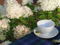 Plantation House Bed & Breakfast Hotels in Port Hope