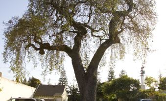 a large tree with a twisted trunk stands in the middle of a parking lot at The Cottages Hotel