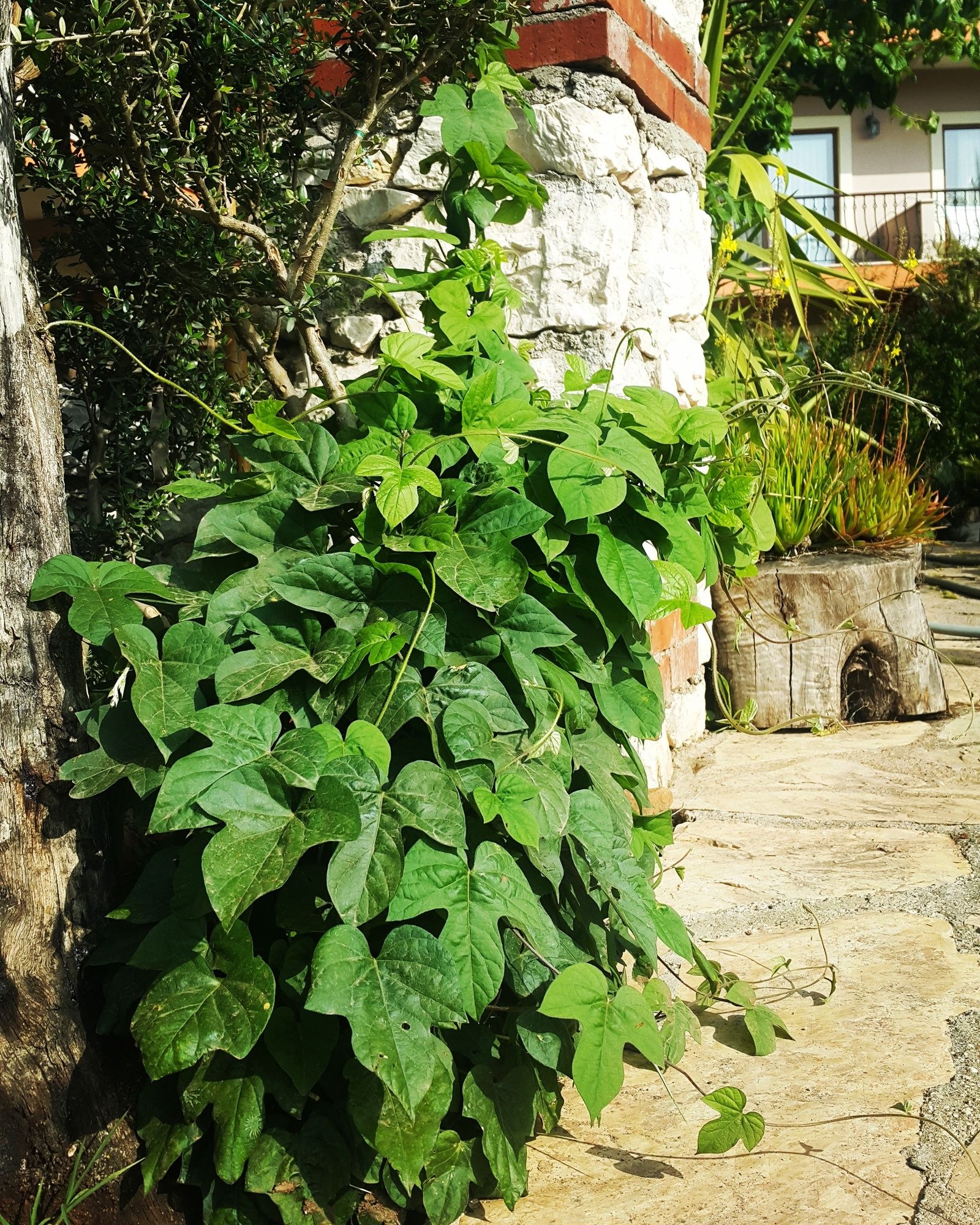 Adrasan Deniz Hotel