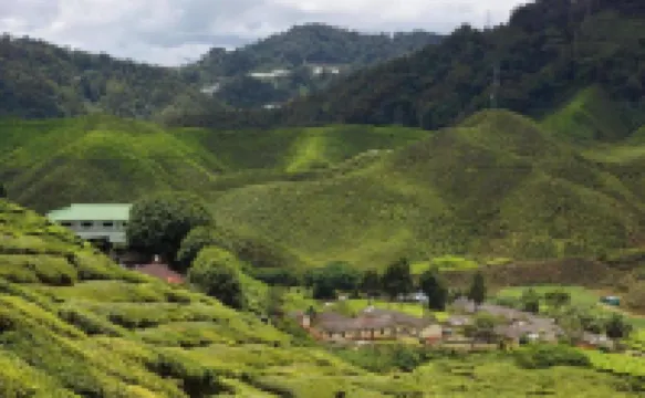 雛菊@德薩紅掌花