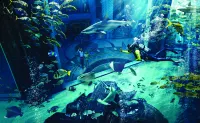 Atlantis, the Palm - Nouto- ja jättöpalvelut