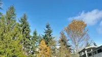 Motel Puyallup Hotels in Puyallup