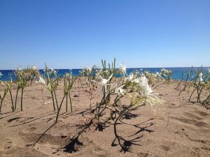 Bellerofon Beach Otel