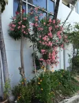 Ittipol Apartment Hotels in Bang Phut