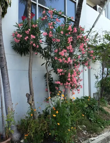 รูปภาพของอิทธิพล อพาร์ทเม้นท์