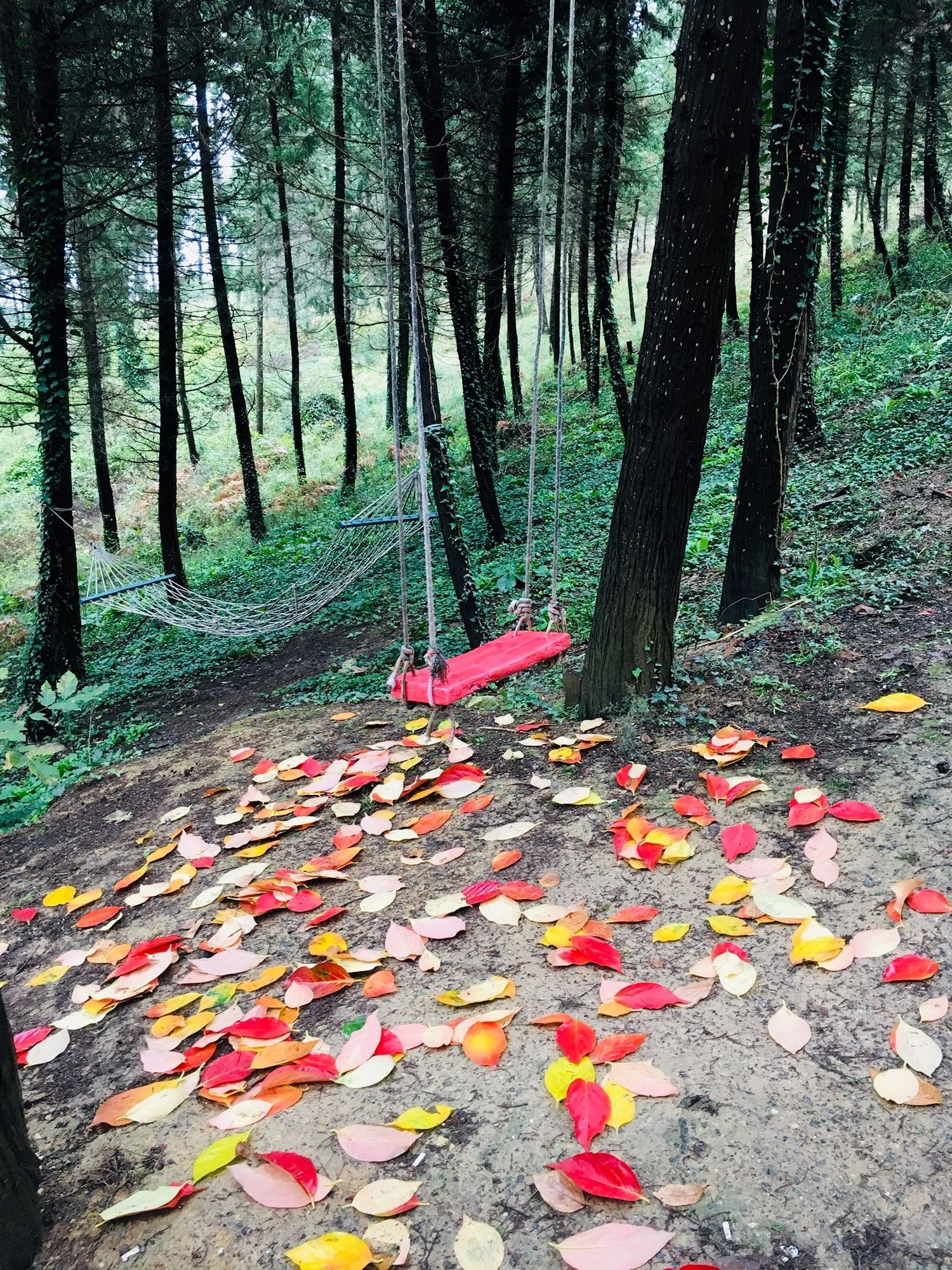 Ağva Orman Evleri Forest Lodge (Agva Orman Evleri Forest Lodge)