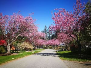 White Rock Pacific