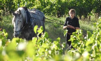 Domaine Houillon