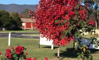 a red tree in a park , surrounded by green grass and flowers , with a white building in the background at Tumut Valley Motel