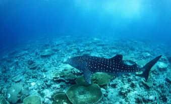 Whale Shark Inn Maldives