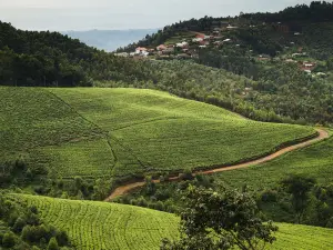10 Khách sạn cao cấp Hàng Đầu Tại Rwanda