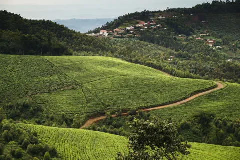 One&Only Nyungwe House