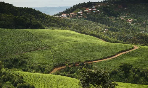 One&Only Nyungwe House