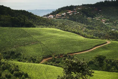 One&Only Nyungwe House