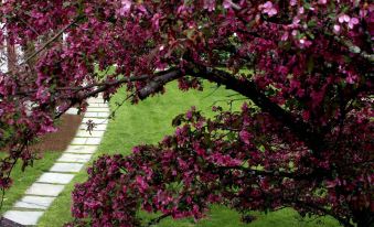 a beautiful flowering tree with pink flowers , surrounded by lush green grass and a stone path at Three Mountain Inn