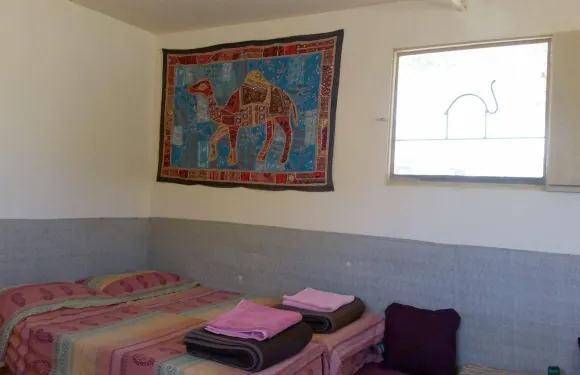 內蓋夫駱駝牧場