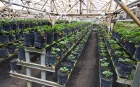 Rumah Stroberi  Organic Strawberry Farm & Lodge