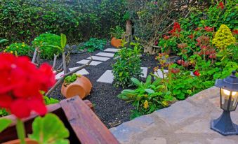 a garden with a variety of plants and flowers , including potted plants , in pots and planters at Titi