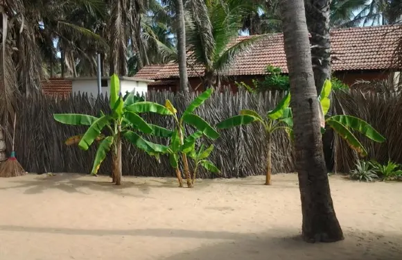 海豚式游泳旅館