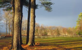 a serene scene of a forest with tall trees and a clear blue sky at Old Saco Inn