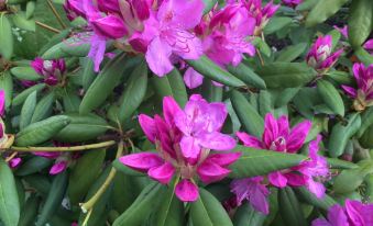 a beautiful flower garden with vibrant pink rhododendrons blooming in the sun , creating a vibrant and colorful scene at Garden Studio
