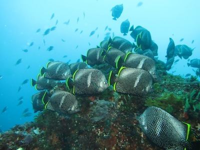 光の八丈島観光協会周辺のホテル 22おすすめ旅館 宿 Trip Com