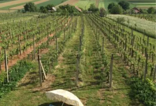 葡萄園生活度假屋